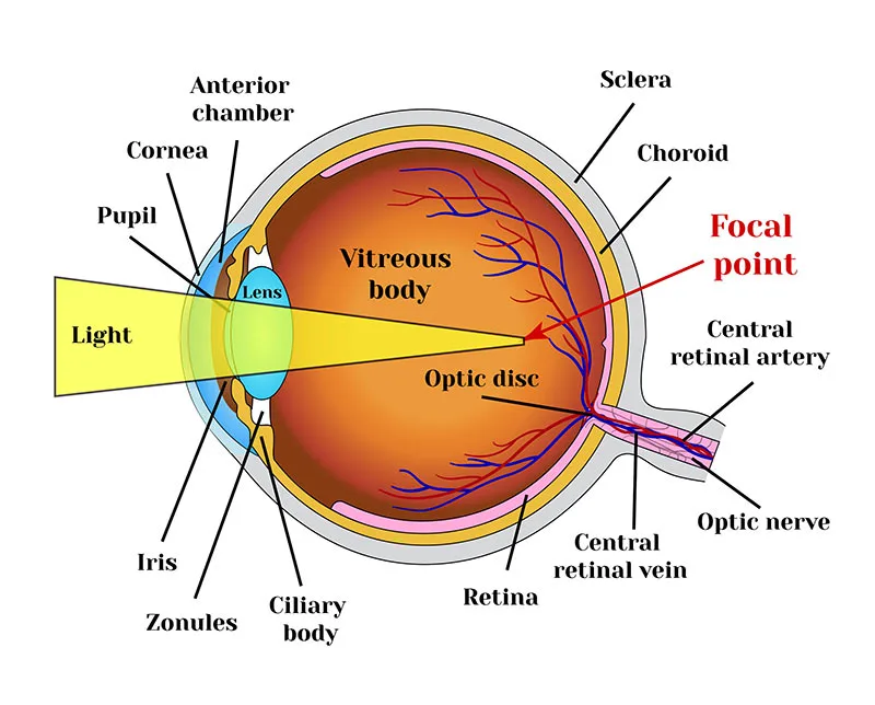 Illustration of an eye displaying the focal point of light